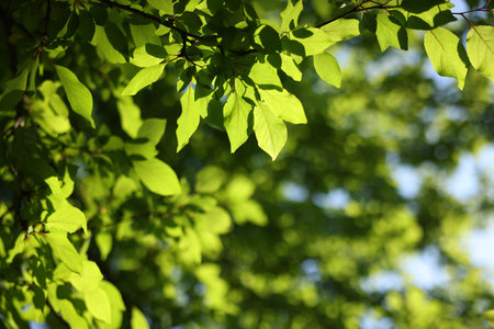 Beautiful tree with green leaves growing outdoors, closeup