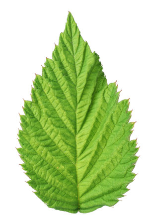 One green raspberry leaf isolated on white