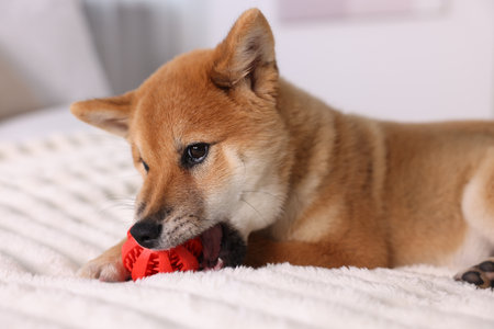 Cute Shiba Inu puppy playing with ball on bed at homeの写真素材