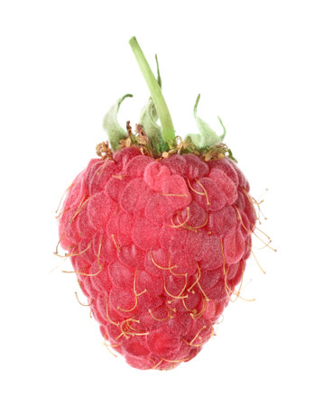 One fresh ripe raspberry isolated on white