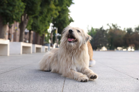 Cute stray dog on city street.