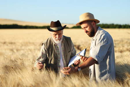 Farmers in field with ripe wheat outdoors