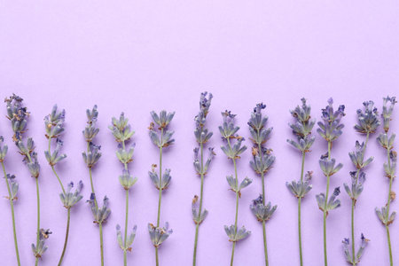Aromatic lavender flowers on violet background, flat lay