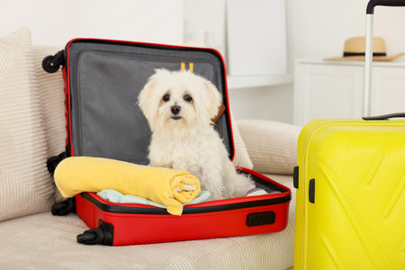 Pet hotel. Cute Maltese dog in suitcase with personal belongings on sofa indoors