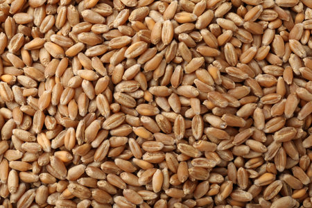 Raw wheat grains as background, top view