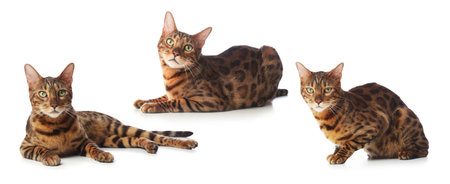 Bengal cat on white background, set of photos. Cute pet