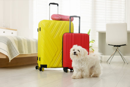 Pet hotel. Cute Maltese dog and suitcases on floor indoorsの写真素材