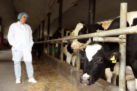 Veterinarian with cute cows inside cowshed in dairy farm, selective focus