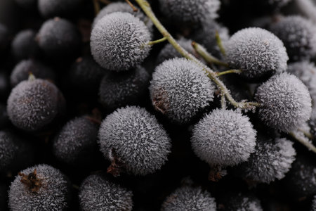 Ripe frozen black currents as background, above viewの写真素材