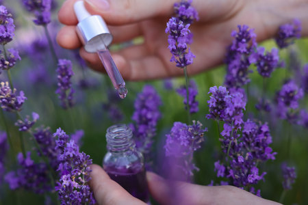 Woman dripping lavender essential oil in blooming field, closeup