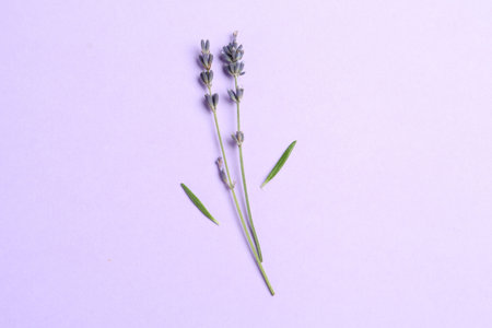 Fragrant lavender flowers and leaves on violet background, flat lay