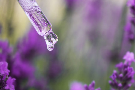 Dripping lavender essential oil in blooming field, closeup. Space for textの写真素材