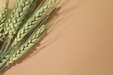 Green wheat spikes on beige background, flat lay. Space for text