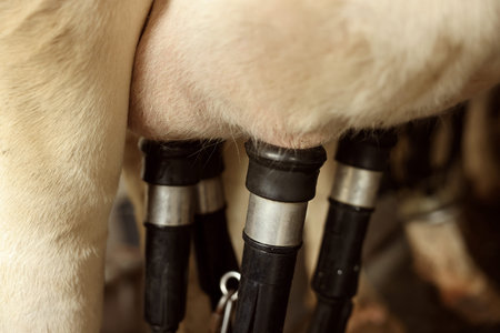 Automatic machine milking cow in dairy farm, closeup