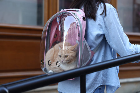 Woman with her cute cat in backpack carrier on city street, closeupの写真素材