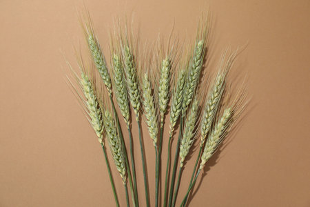 Green wheat spikes on beige background, flat lay