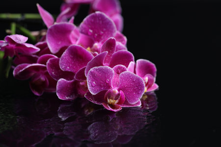 Beautiful orchid flowers with water drops on dark mirror surface, closeupの写真素材