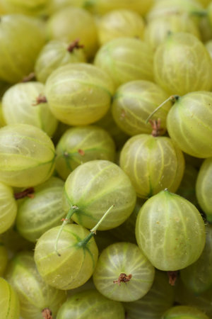 Many fresh green gooseberries as background, above view