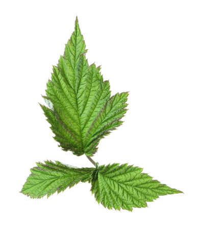 Sprig with green raspberry leaves isolated on white