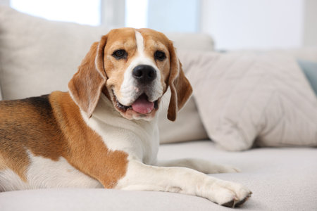 Cute Beagle dog lying on sofa at home. Space for textの写真素材