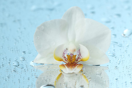 Beautiful orchid flower and water drops on mirror surface, closeupの写真素材