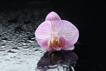 Beautiful orchid flower with water drops on dark mirror surface, closeupの写真素材