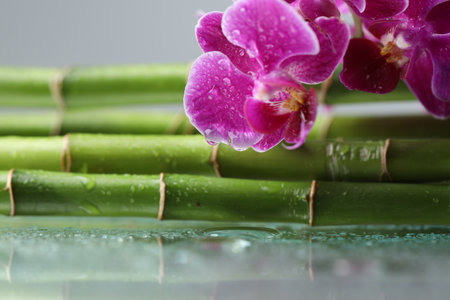 Beautiful orchid flowers, bamboo stems and water drops on mirror surface, closeup. Space for textの写真素材
