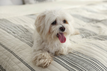 Cute white Maltese dog on bed at homeの写真素材