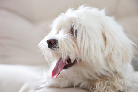 Cute white Maltese dog on sofa at home, closeup