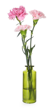 Beautiful carnation flowers in glass vase isolated on whiteの写真素材