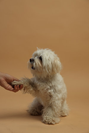 Owner with cute white Maltese dog on beige background, closeupの写真素材