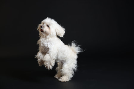 Cute white Maltese dog on black background, space for textの写真素材