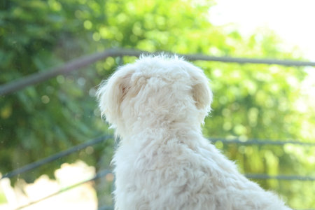 Cute white Maltese dog at home, back viewの写真素材