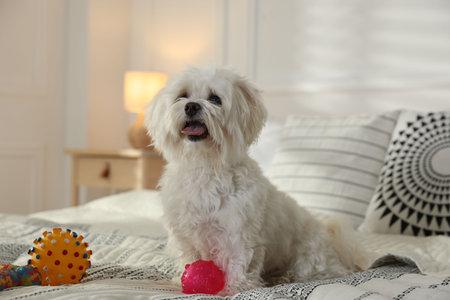 Cute white Maltese dog with toys on bed at home