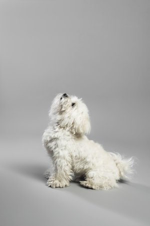 Cute white Maltese dog on light grey background, space for textの写真素材
