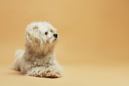 Cute white Maltese dog on beige background, space for textの写真素材