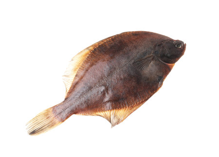 Fresh raw flounder fish isolated on white, top view. Seafoodの写真素材