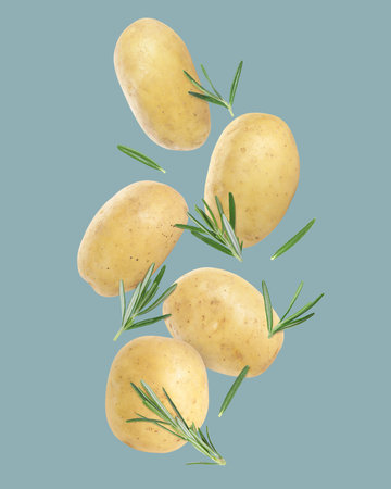Fresh potatoes and rosemary falling on color backgroundの写真素材