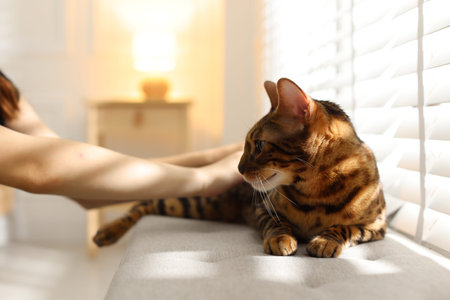 Woman stroking her cute Bengal cat near window at home, closeup. Adorable petの写真素材
