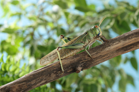 One locust on branch outdoors, closeup. Wild insectの写真素材