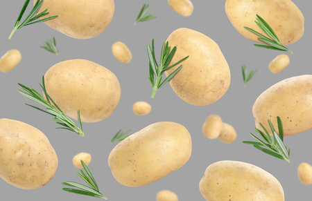 Fresh potatoes and rosemary falling on gray backgroundの写真素材