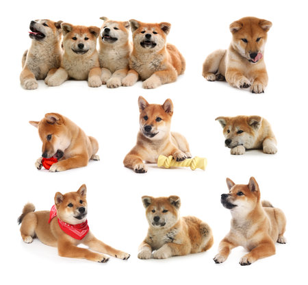 Cute Shiba Inu and Akita Inu dogs on white background, collage of photos