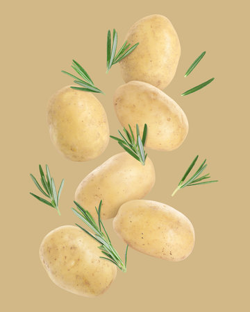 Fresh potatoes and rosemary falling on light brown backgroundの写真素材