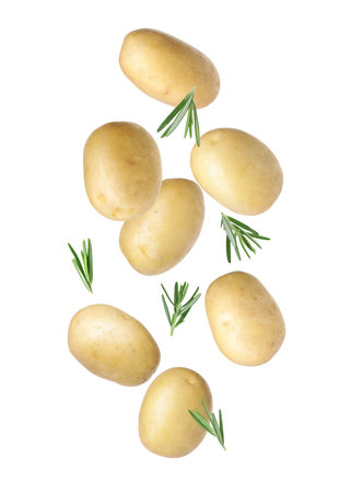 Fresh raw potatoes with rosemary falling on white backgroundの写真素材
