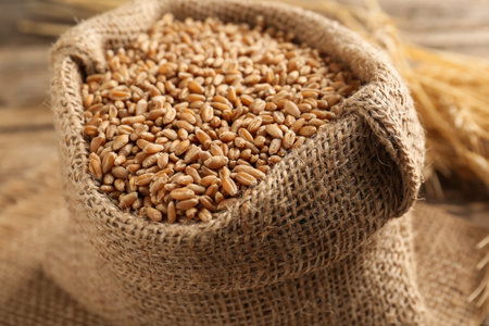 Wheat grains in burlap bag and spikes on table, closeupの写真素材