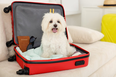 Pet hotel. Cute Maltese dog in suitcase with personal belongings on sofa indoors