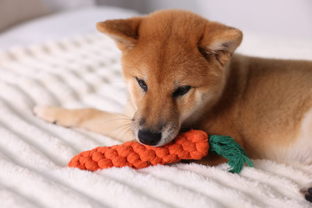 Cute Shiba Inu puppy playing with toy on bed at homeの写真素材