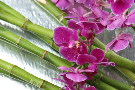Beautiful orchid flowers, bamboo stems and water drops on mirror surface, flat layの写真素材