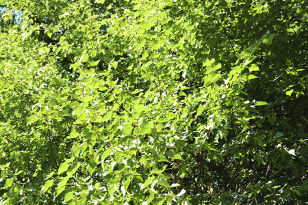 Beautiful tree with green leaves growing outdoors, closeup