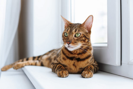 Cute Bengal cat on window sill at home. Adorable pet